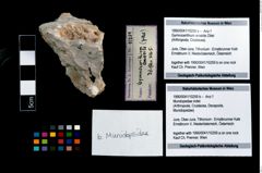 Foto (Objekt + Etikett) von Mundopsidae indet.  (NHMW-GEO-1990-0041-10259b)